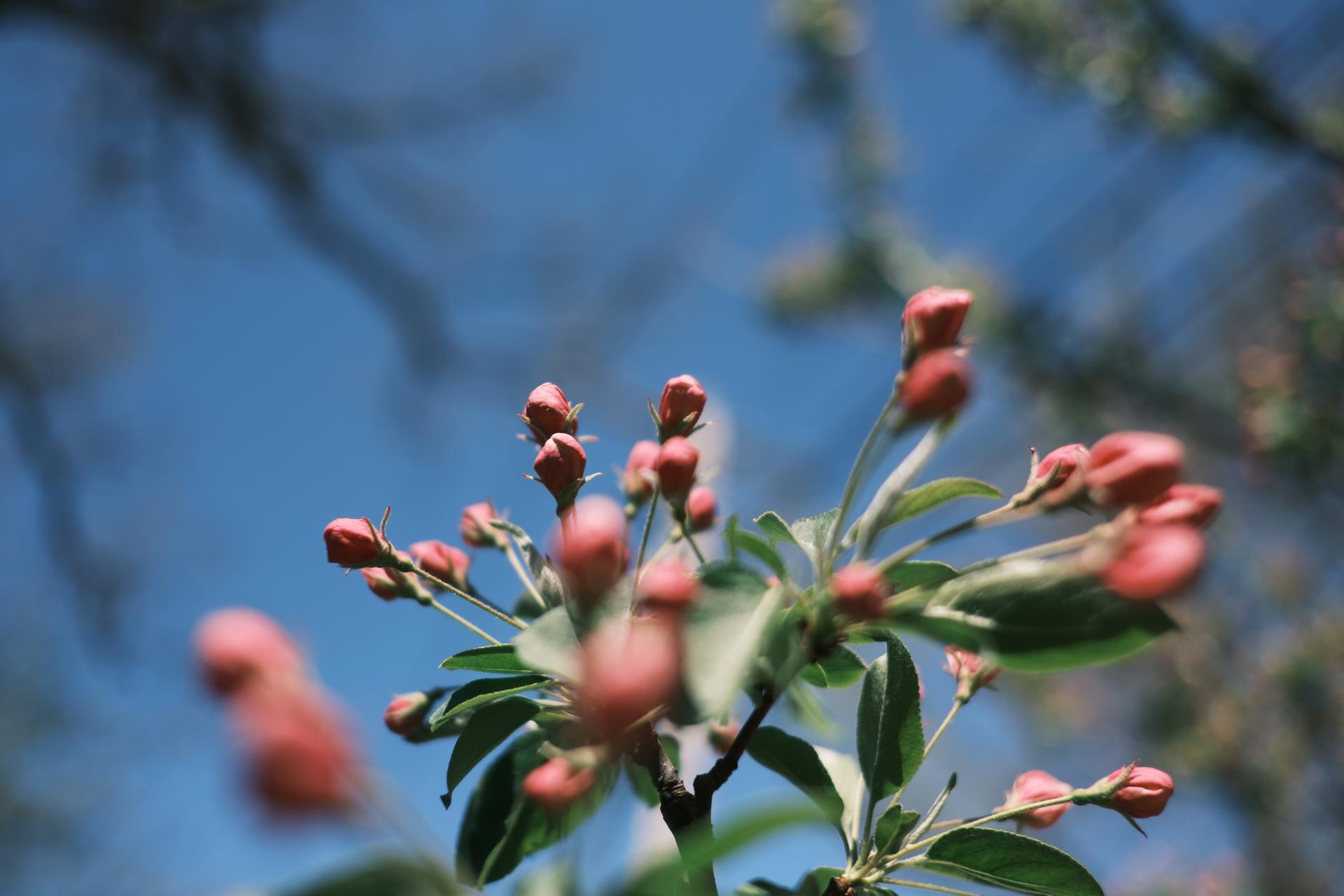 Bud Blur